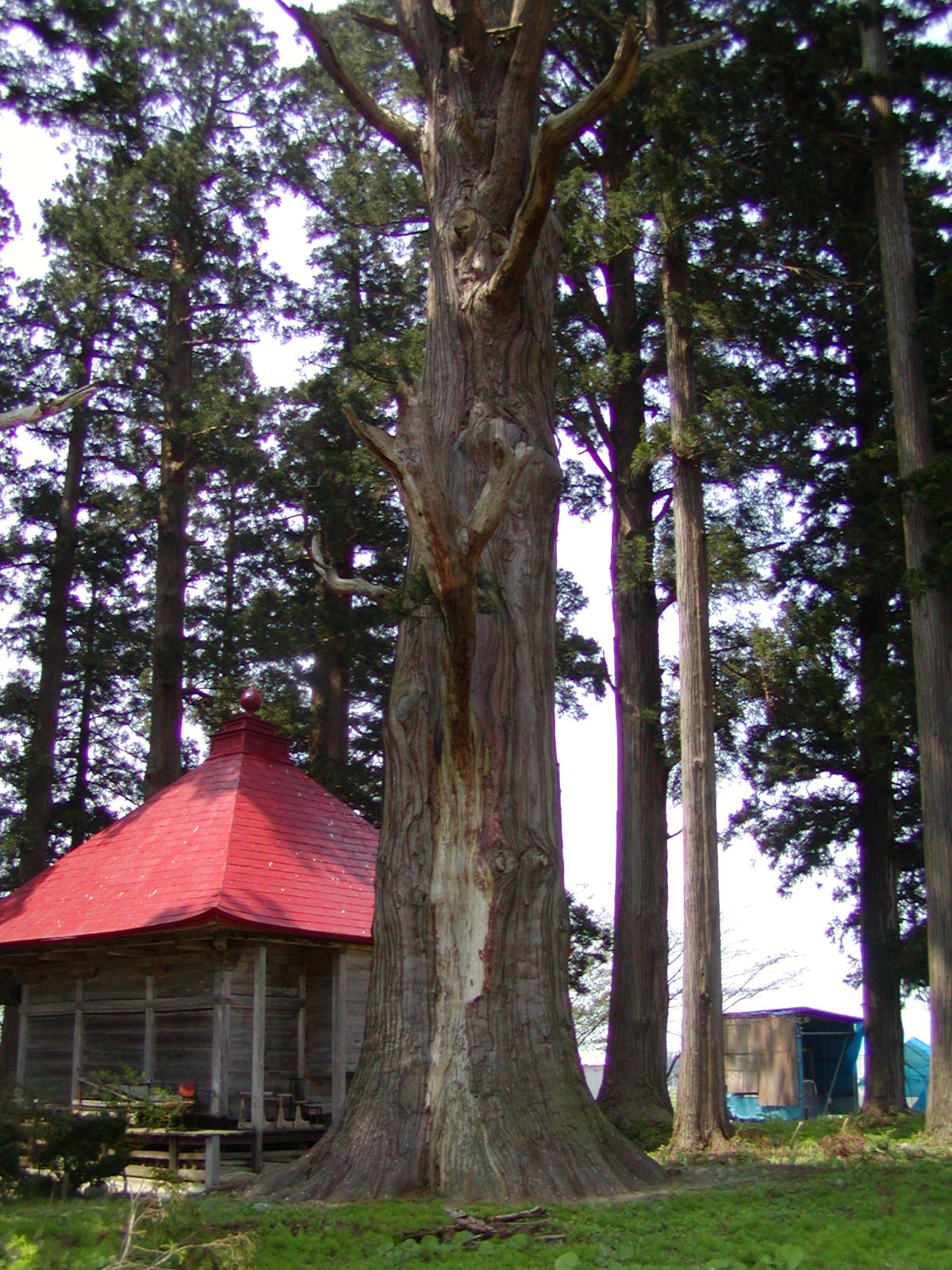 石動神社の親スギ